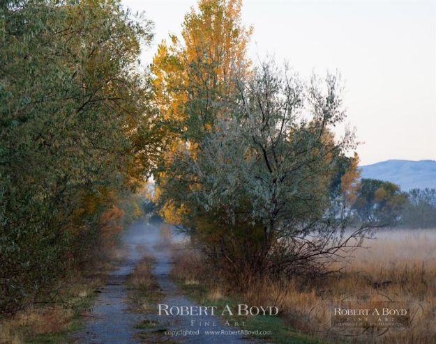 Picture of Foggy Path