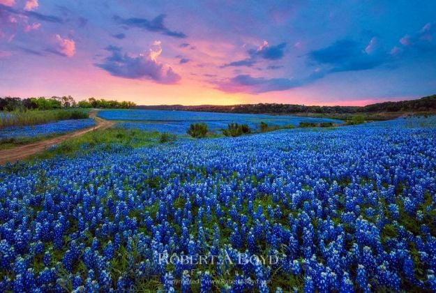 Picture of Blue Bonnet Sunrise