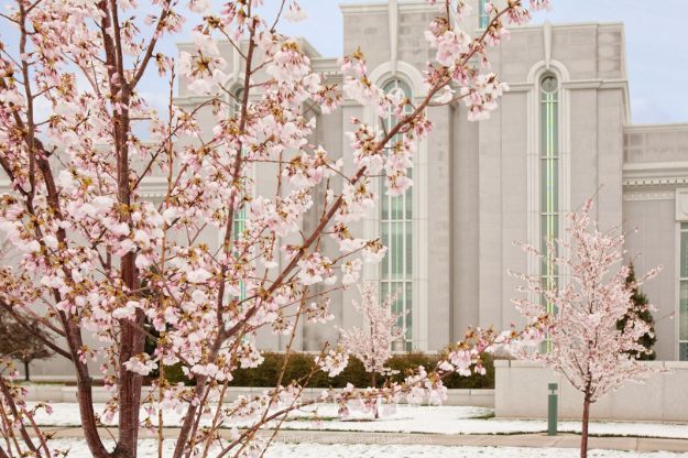 Picture of Mt Timpanogos Temple Tree Blossoms