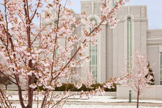 Picture of Mt Timpanogos Temple Tree Blossoms