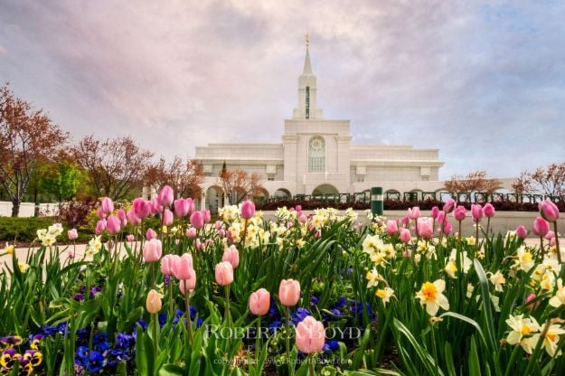 Picture of Bountiful Temple Springtime Tulips