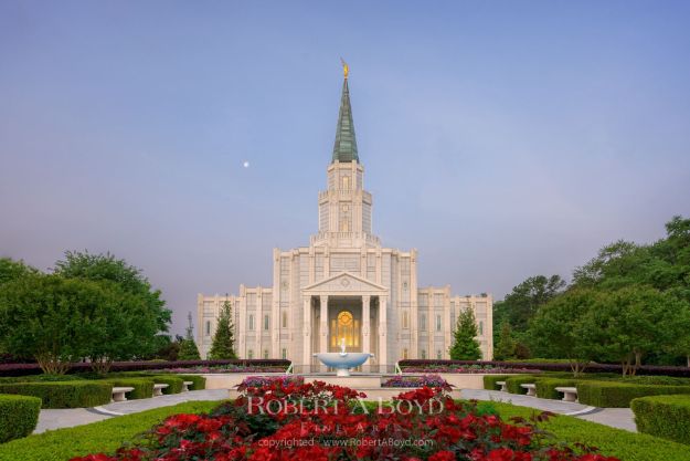 Picture of Houston Temple Roses