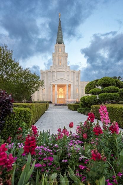 Picture of Houston Temple  Spring Tulips