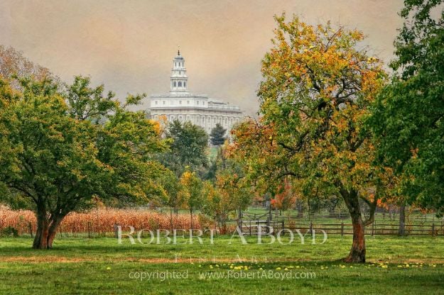 Picture of Nauvoo Apple Tree