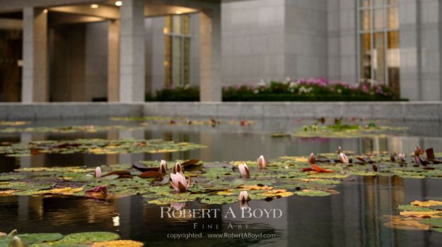 Picture of Preston Temple Water Lilies (Detail)