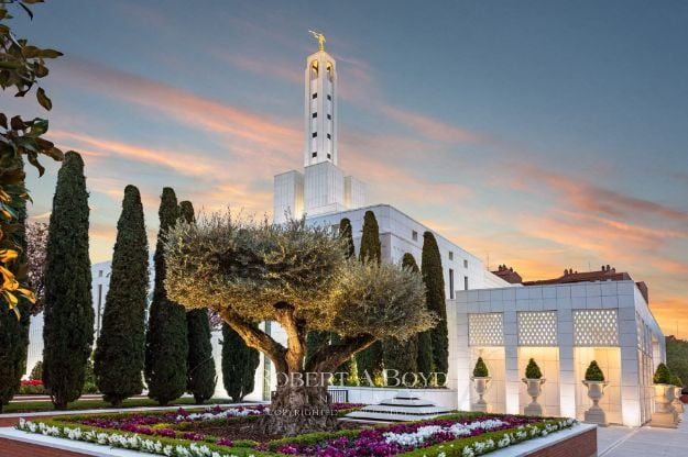 Picture of Madrid Temple Olive Tree