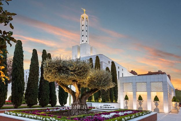 Picture of Madrid Temple Olive Tree