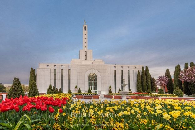 Picture of Madrid Temple Spring Tulips