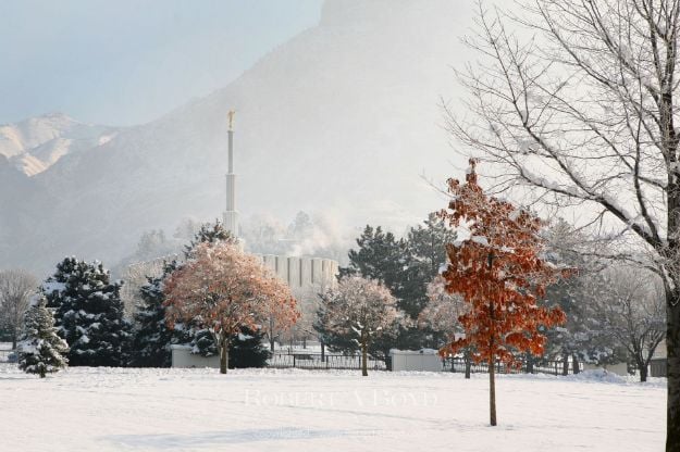 Picture of Provo Winter Red Trees