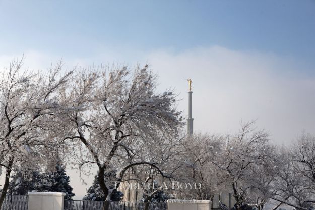 Picture of Provo White Trees