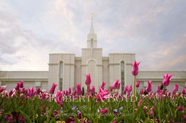Picture of Bountiful Temple Tulips
