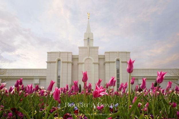 Picture of Bountiful Temple Tulips