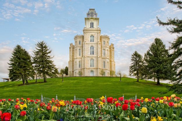 Picture of Manti Temple Tulips