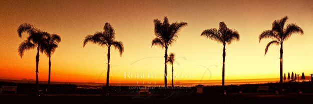 Picture of Palm Tree Sunset