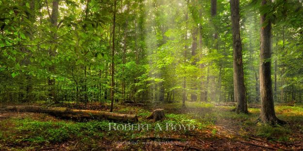 Picture of Sacred Grove - Radiant Beams