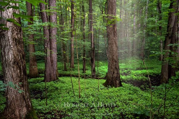 Picture of Sacred Grove - PEACE