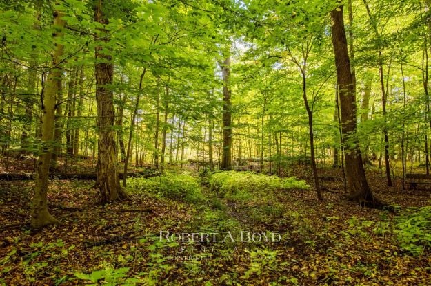 Picture of Sacred Grove - JOY