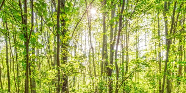 Picture of Sacred Grove - SPRING MORNING