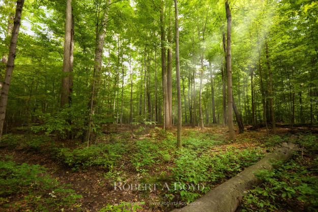 Picture of Sacred Grove - LIGHT