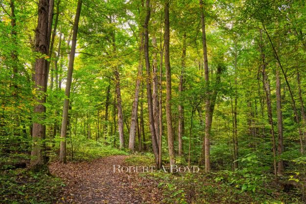 Picture of Sacred Grove - PATH