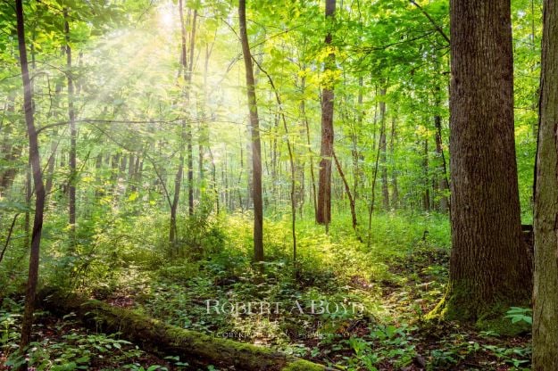 Picture of Sacred Grove - INSPIRATION