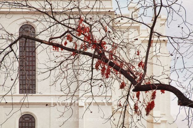 Picture of St George Temple - Red Leaves