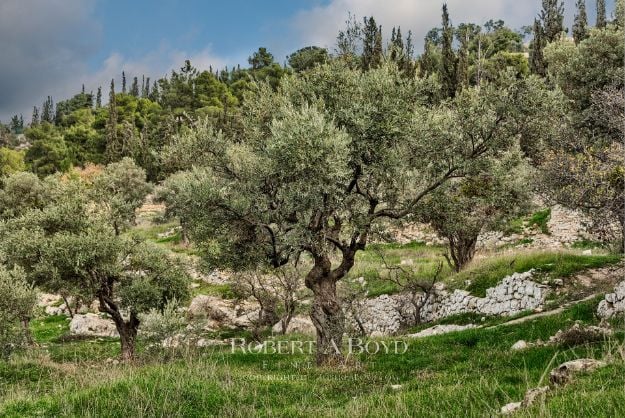 Picture of The Mount of Olives