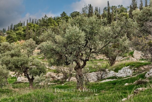 Picture of The Mount of Olives